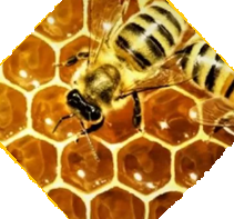 Kâinat Kitabında Balın Harflerini Okumak